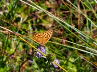 P8228645