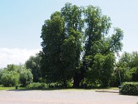 P5309600