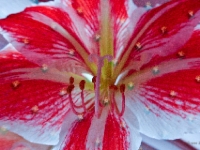 P1000445