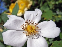 P1011750PS
