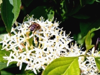 P5250738PS