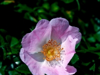 P5250750PS