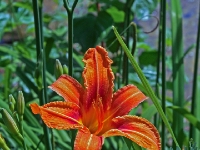 P6150815PS