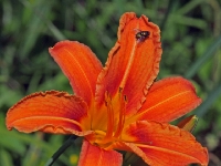 P6150824PS