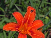 P6150825PS