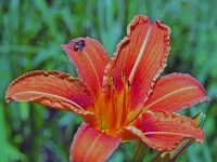 P6150826PS
