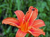 P6150827PS