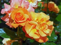 P6150832PS