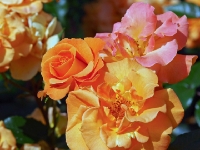 P6150833PS