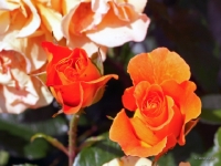 P6150834PS