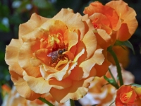 P6150845PS