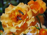P6150847PS