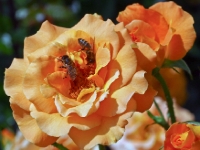 P6150848PS