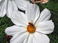 P6150865PS