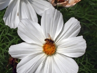 P6150866PS
