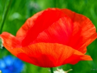 P6150893PS
