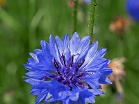 P6150923PS