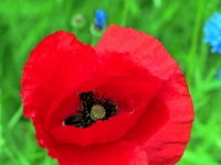 P6150924PS