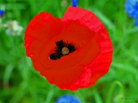 P6150927PS