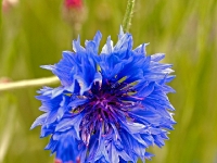 P6150929PS