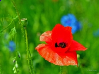 P6150941PS