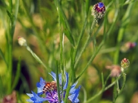 P6150947PS