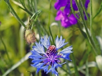 P6150951PS