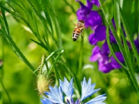 P6150954PS