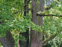 P6150961PS