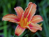 P6150971PS