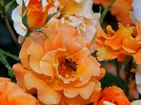 P6150974PS