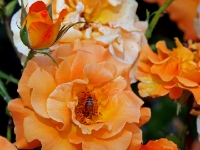 P6150978PS