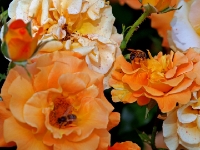 P6150981PS
