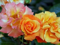P6150984PS