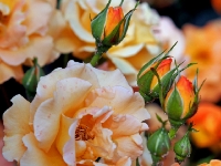 P6150986PS