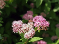 P6151001PS