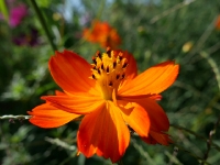 P1012726