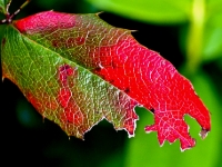 P6023496