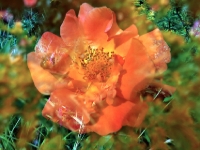 P1025844.1JPG