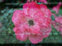 PA134285.3