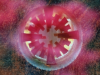 PB024564.1
