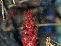 PB084754.4