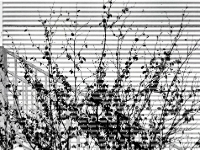 PC265596.2CI1