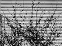 PC265596.2CI2