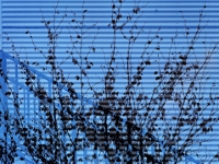PC265596.3