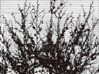 PC265596.3CI