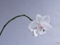P6079748