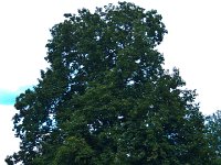 P6259762