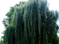 P6259908