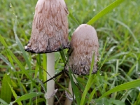 P1013382